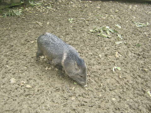 Image of peccaries