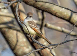 Image of Ash-throated Flycatcher