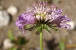 Image of glossy scabious