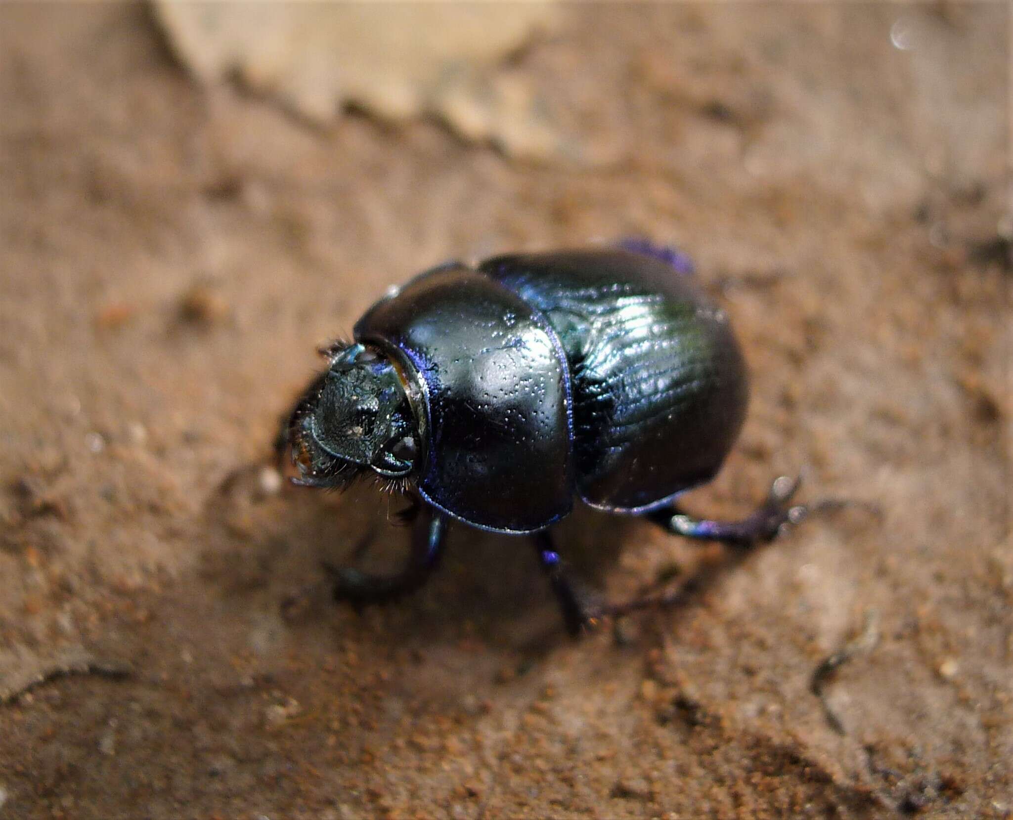 Слика од Anoplotrupes