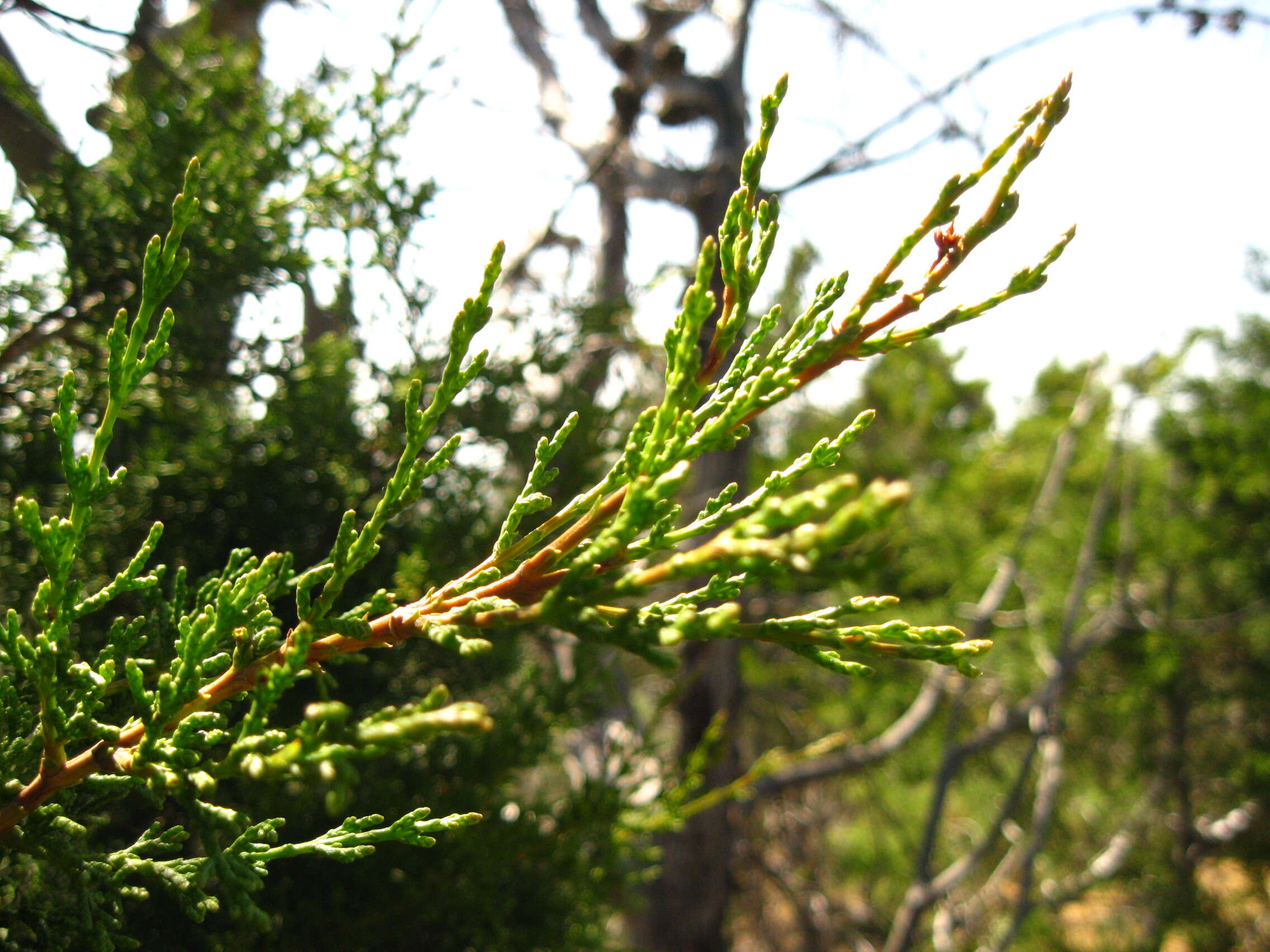 Cupressus guadalupensis var. forbesii (Jeps.) Little resmi