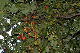 Image of Cornelian cherry dogwood