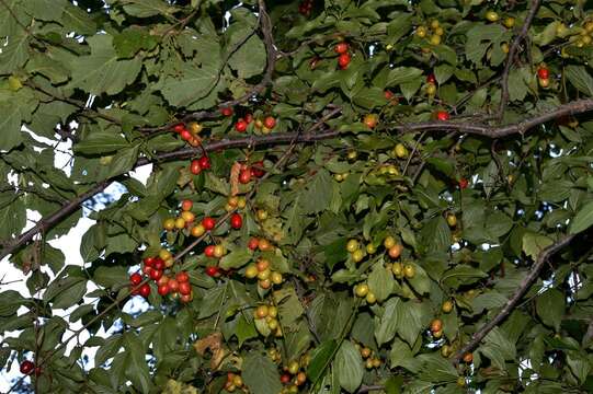 Image of Cornelian cherry dogwood