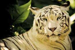 Image of Tiger