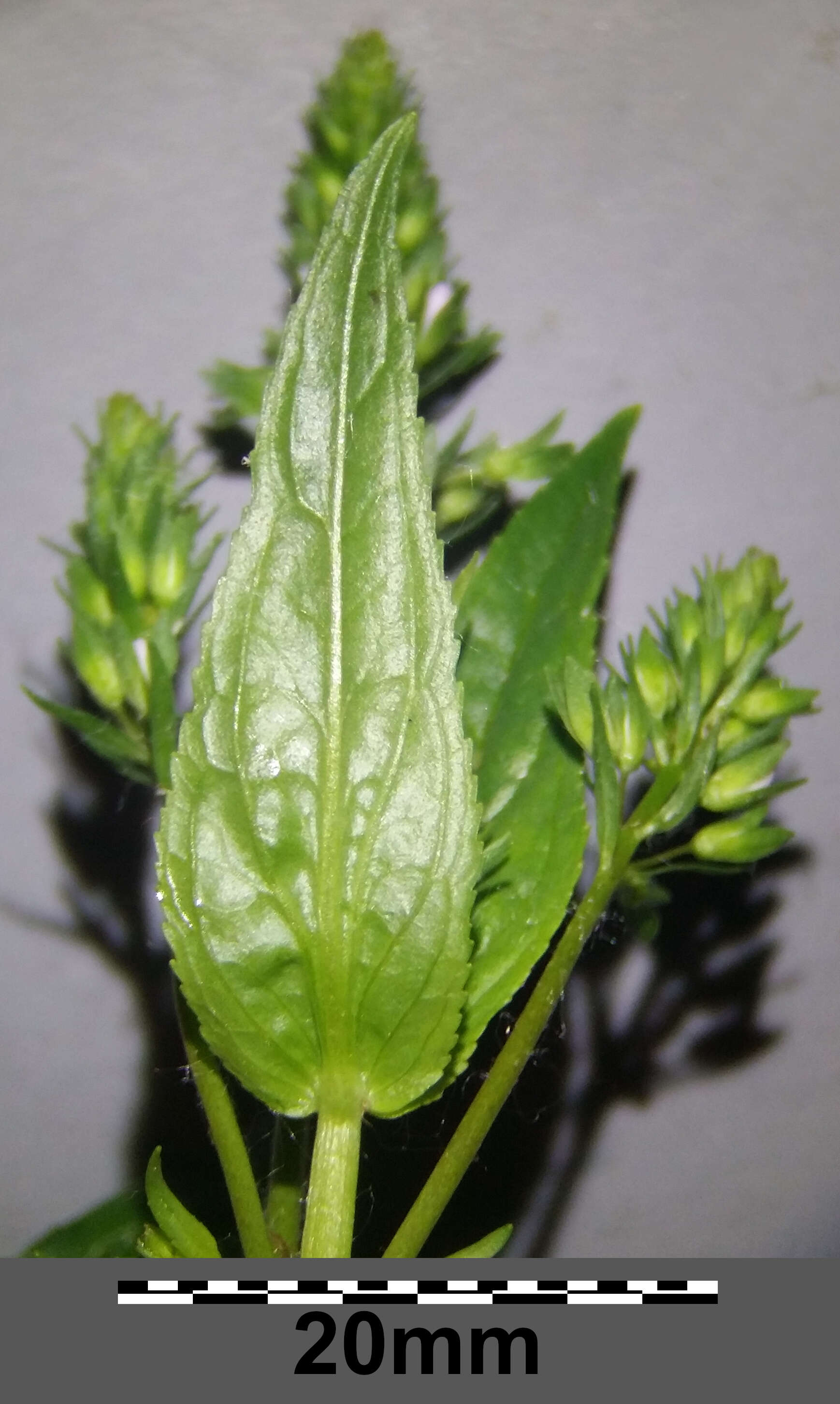 Image of Blue Water-speedwell