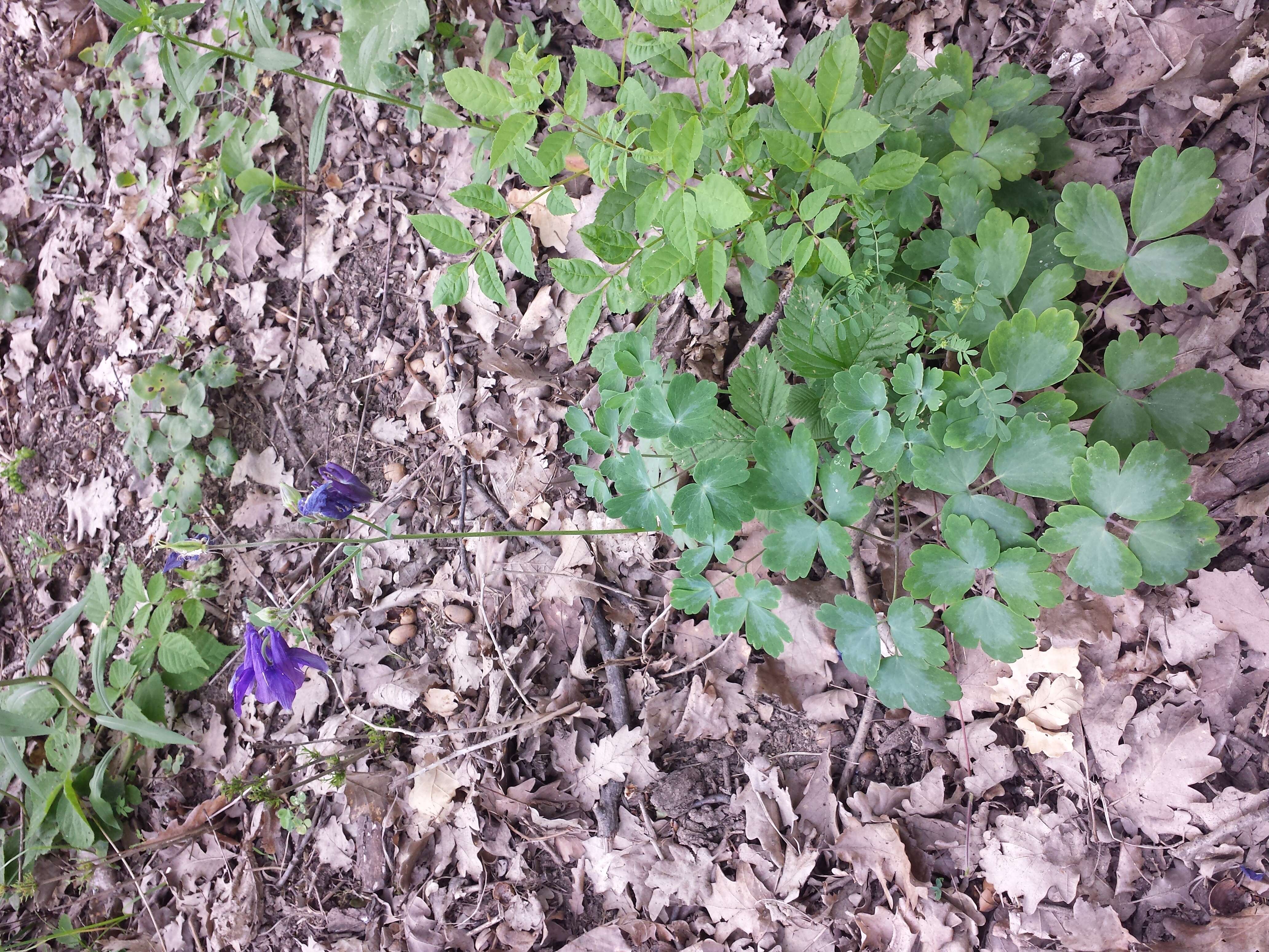 Plancia ëd Aquilegia vulgaris L.