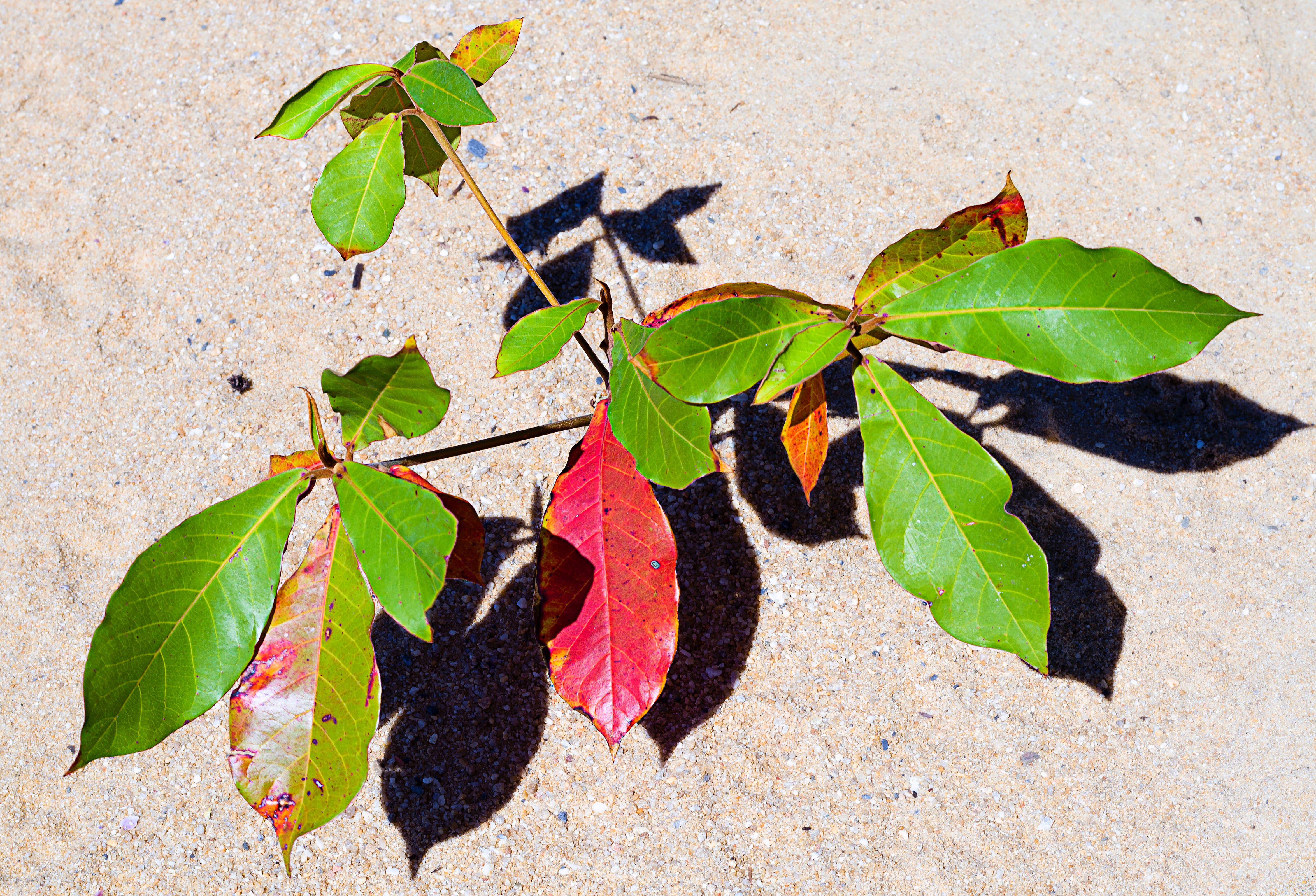 Image of tropical-almond