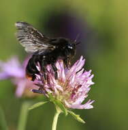 Image of Bombus rupestris (Fabricius 1793)