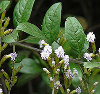 Image of Duranta mutisii L. fil.