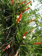 Image of Tillandsia caulescens Brongn. ex Baker