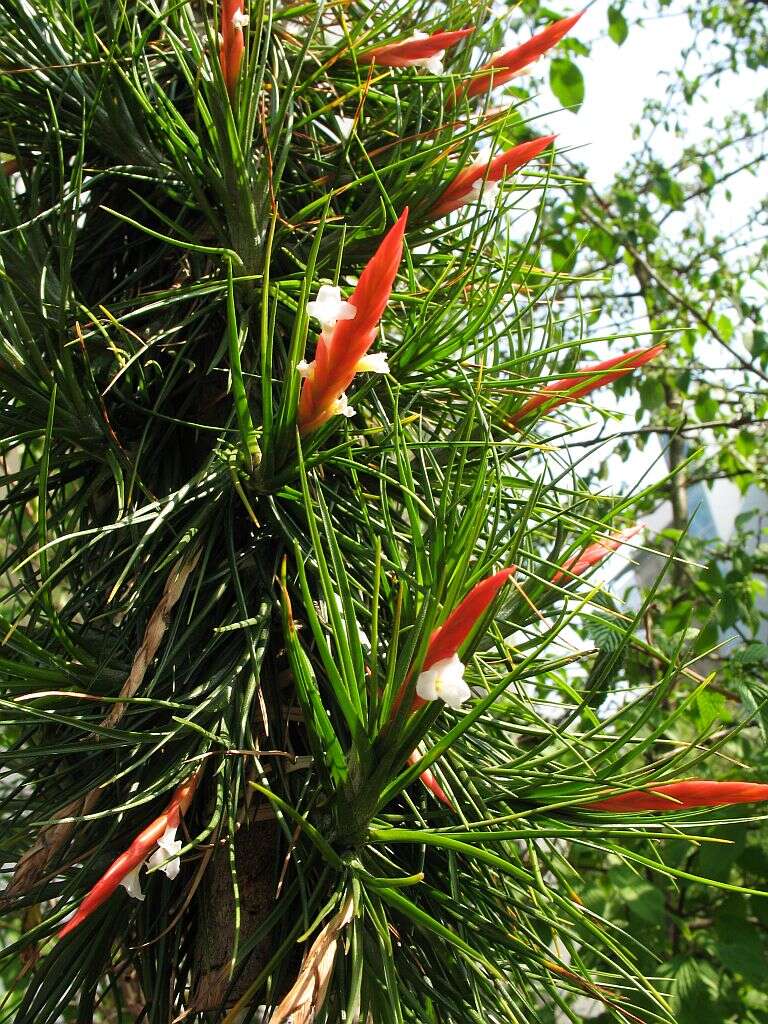 Image of Tillandsia caulescens Brongn. ex Baker