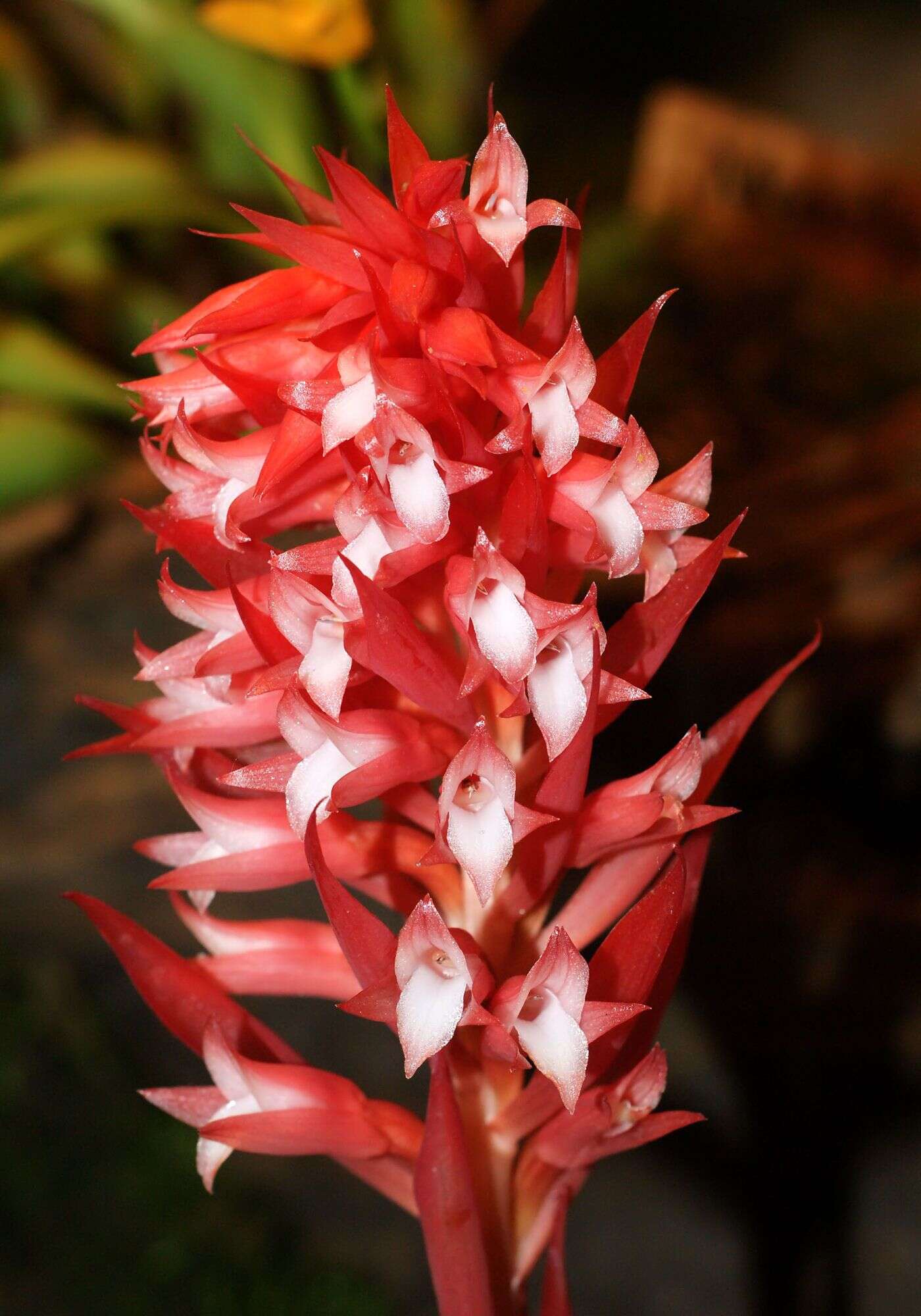 Image of Lady orchid
