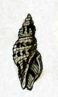 Image of Daphnella ornata Hinds 1844