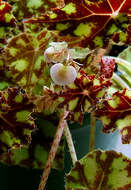 Image of Begonia bowerae Ziesenh.