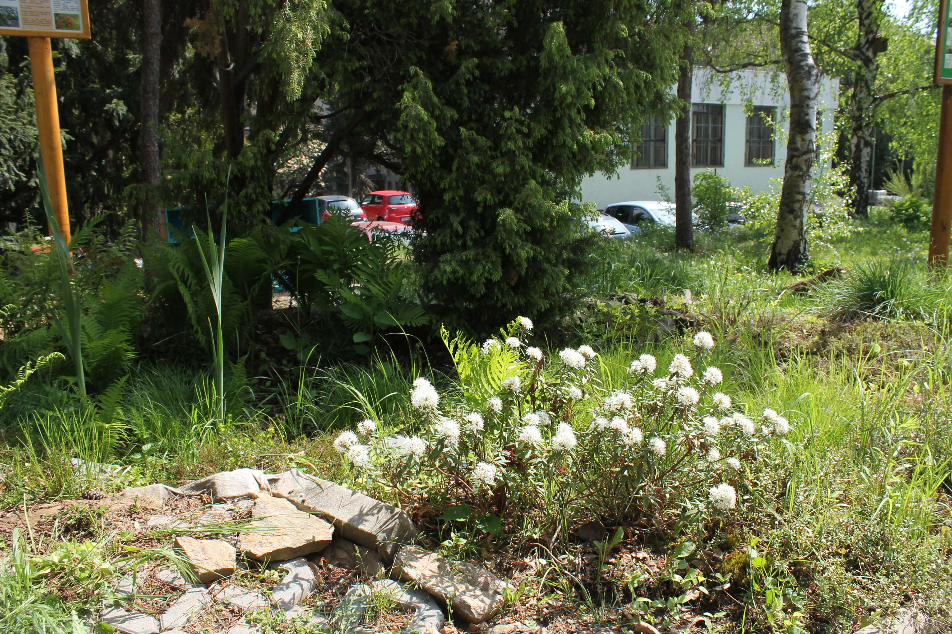 Imagem de Rhododendron tomentosum (Stokes) Harmaja