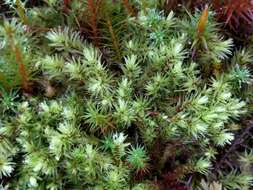 Image of aulacomnium moss