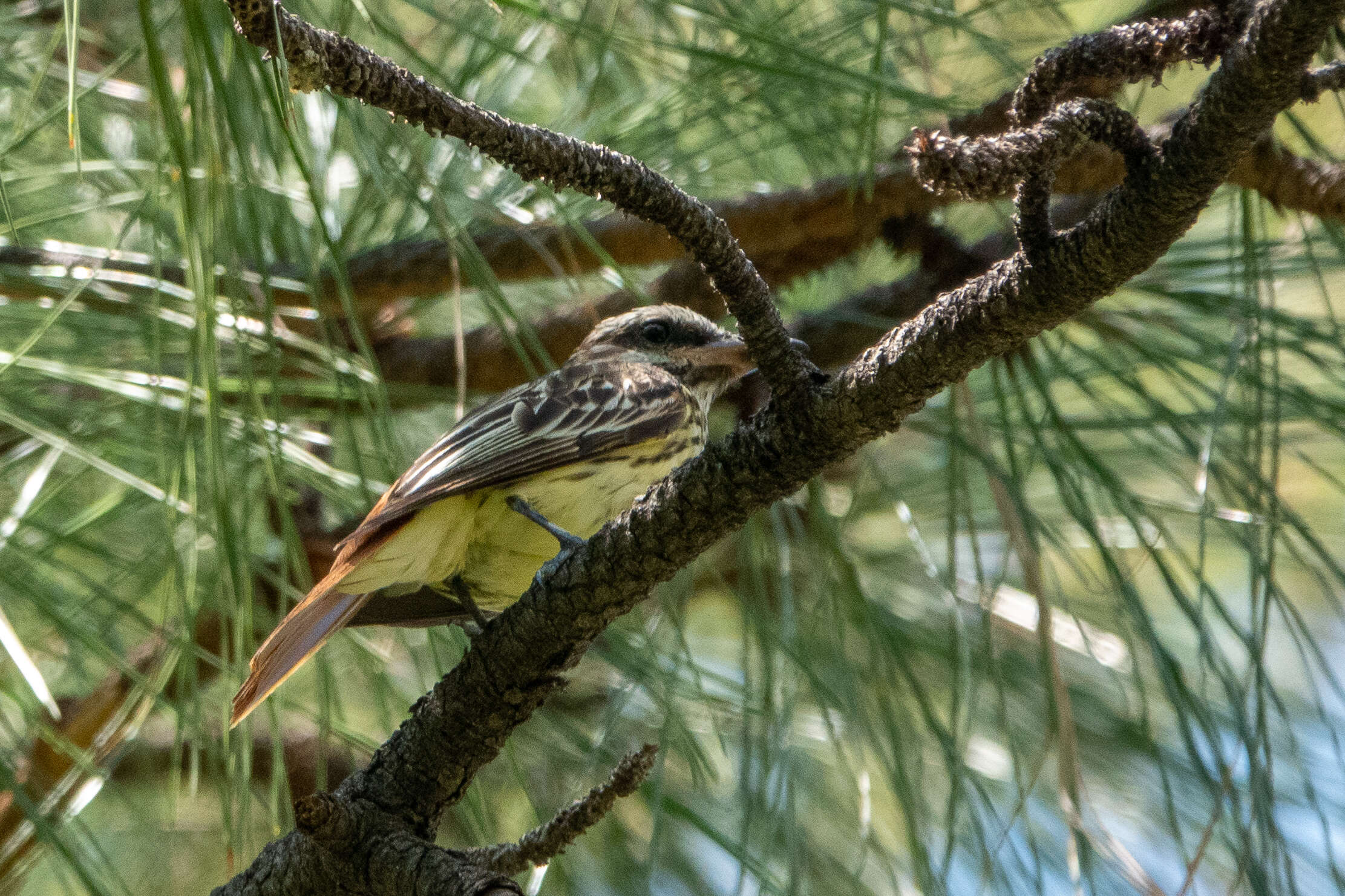 Image of Sulphur-bellied Flycatcher