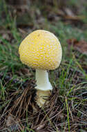 Imagem de Amanita muscaria var. guessowii