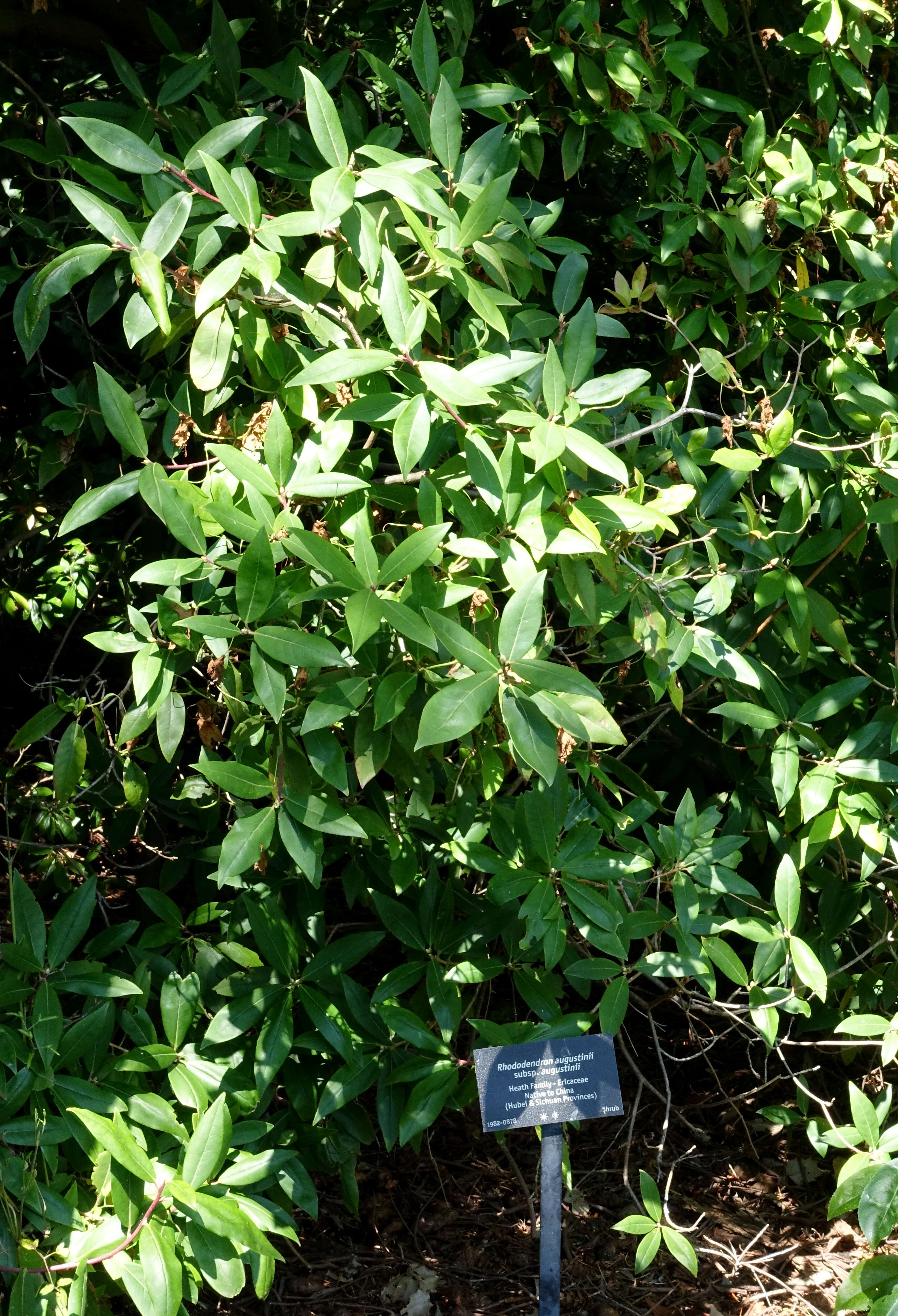 صورة Rhododendron augustinii Hemsl.