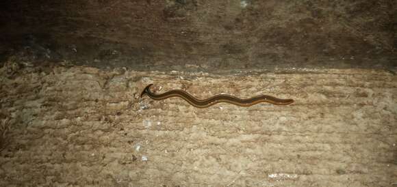 Image of broadhead planarians