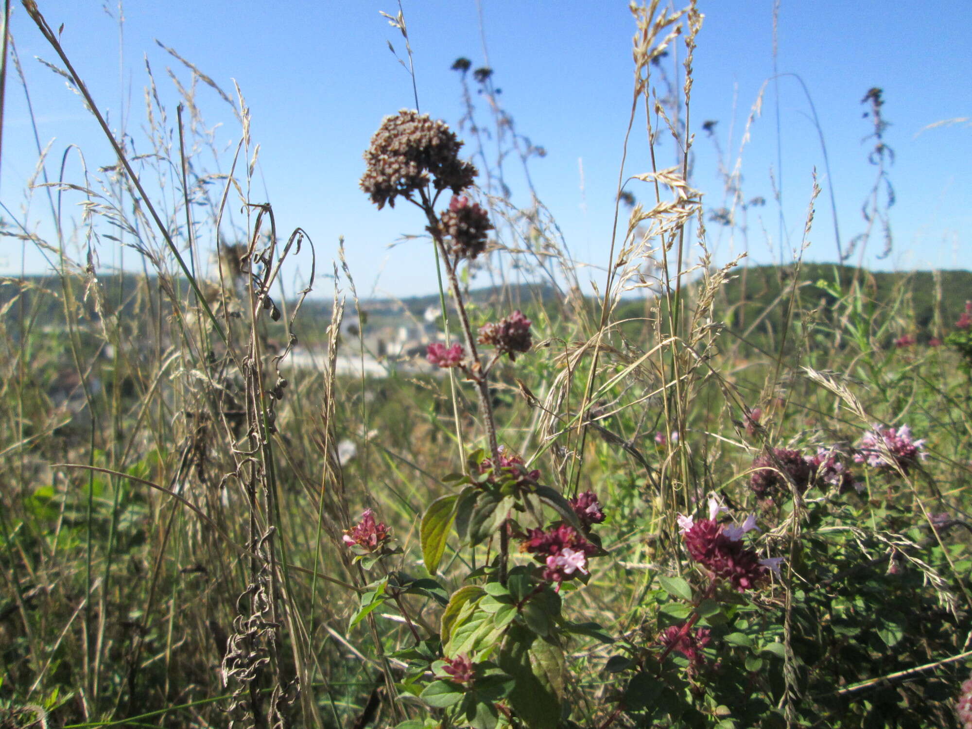 Image of oregano