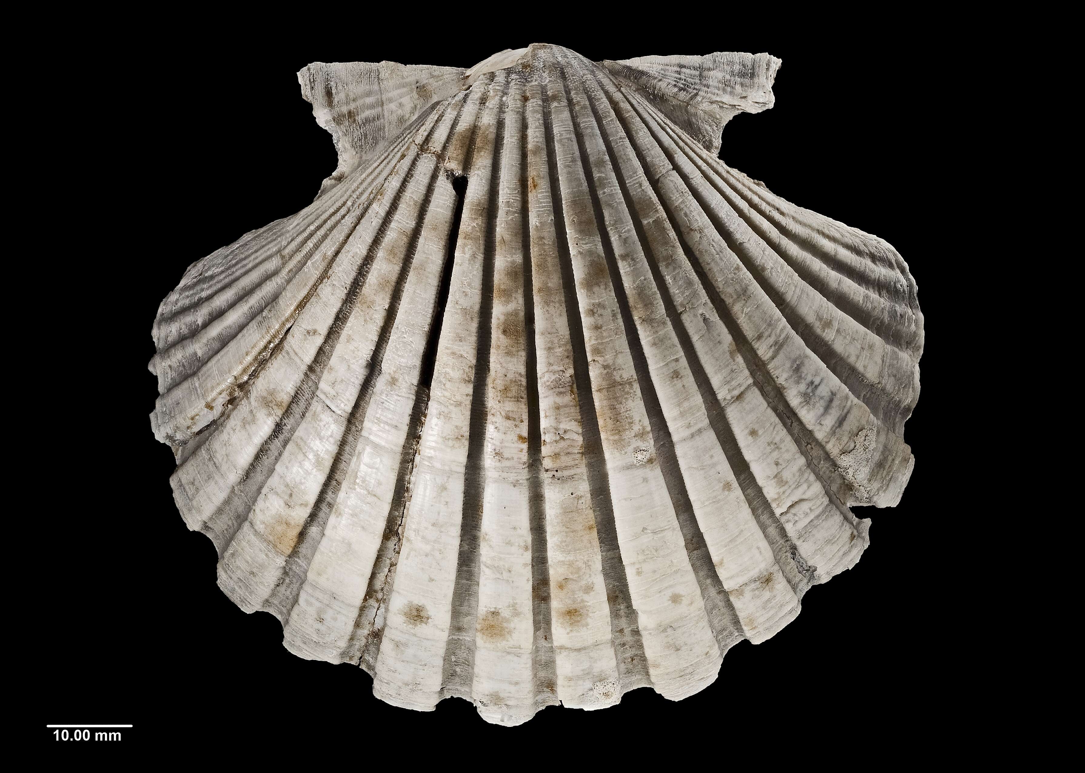 Image of New Zealand scallop