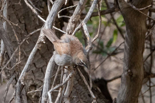 Image of Five-striped Sparrow