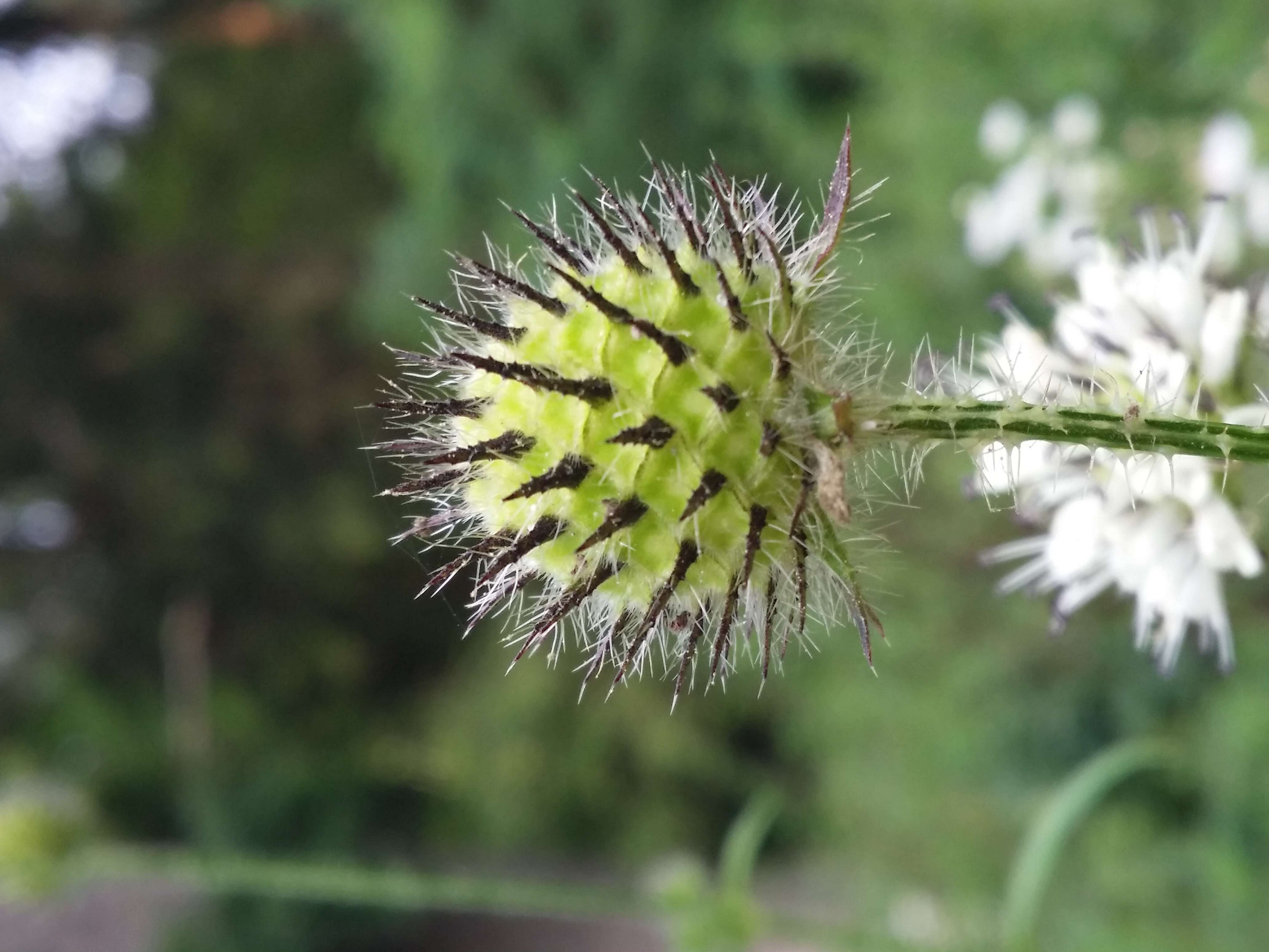 Image of small teasel