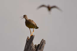 Image of Greater Yellowlegs