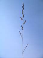 Image of Brown's lovegrass