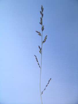 Image of Brown's lovegrass