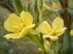 Image of Evening primrose