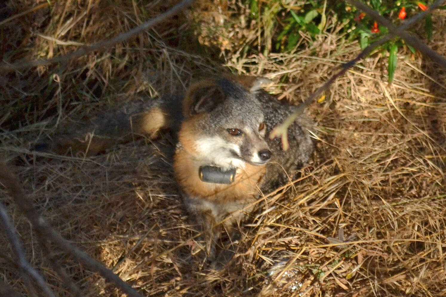 Image of California Channel Island Fox