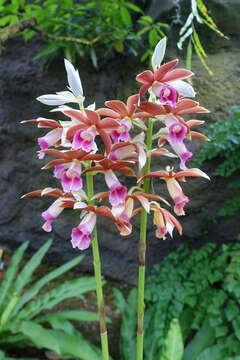 Image of Swamp orchid