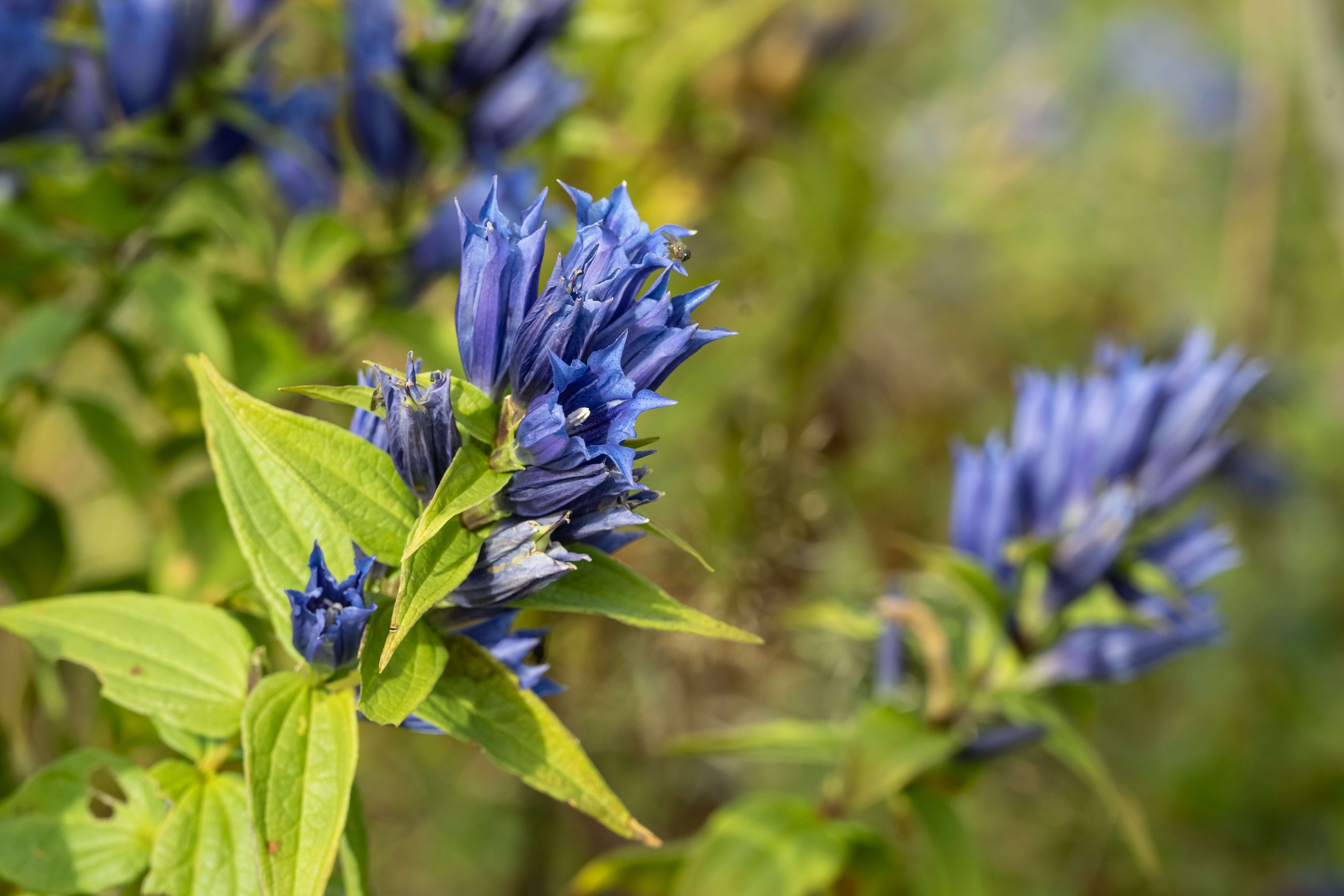 Image of Gentiana asclepiadea L.