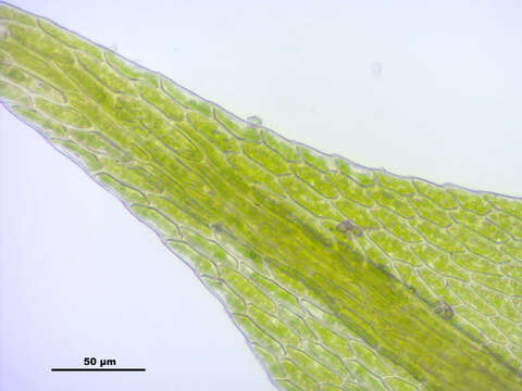 Image of hygroamblystegium moss