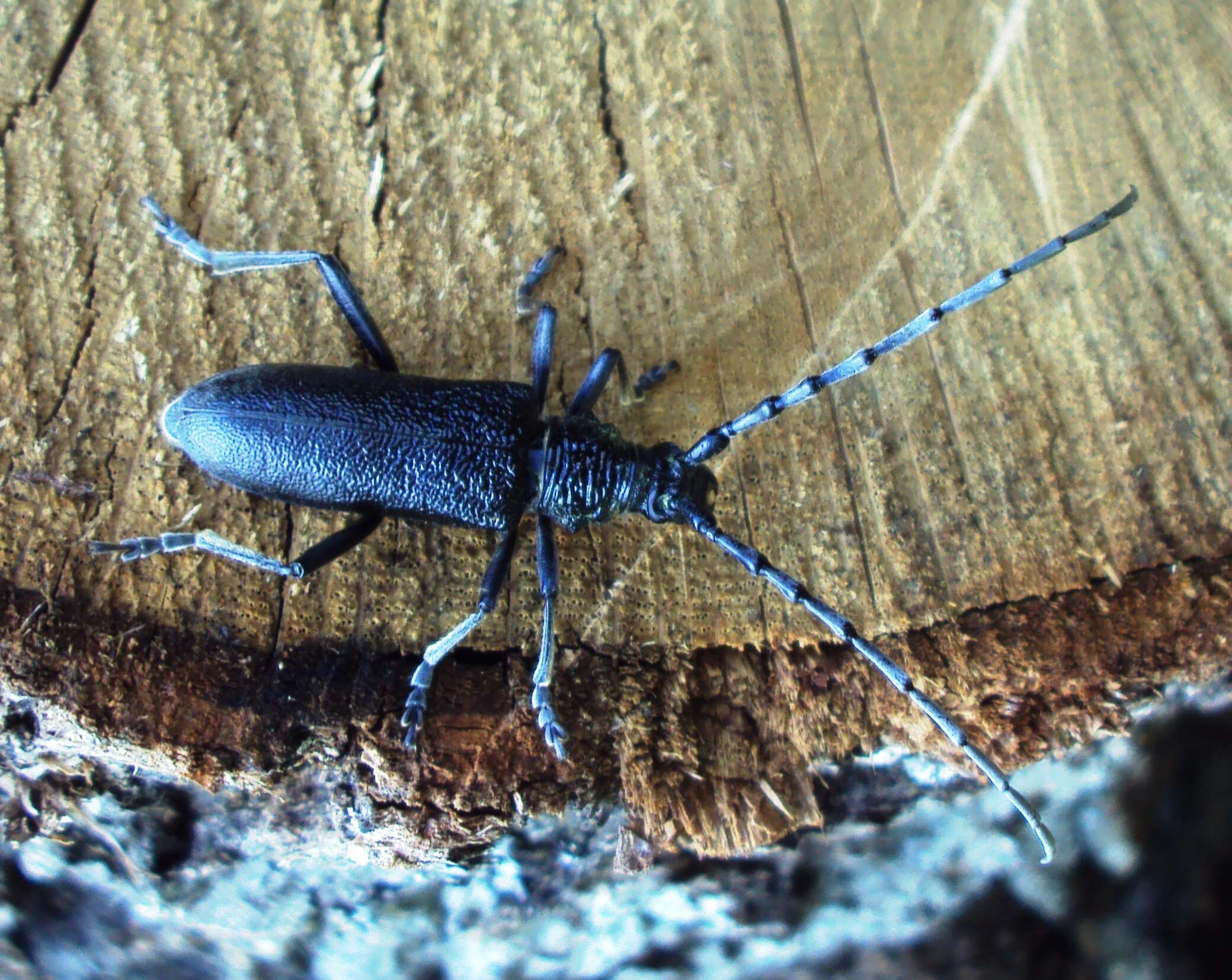 Image of capricorn beetle