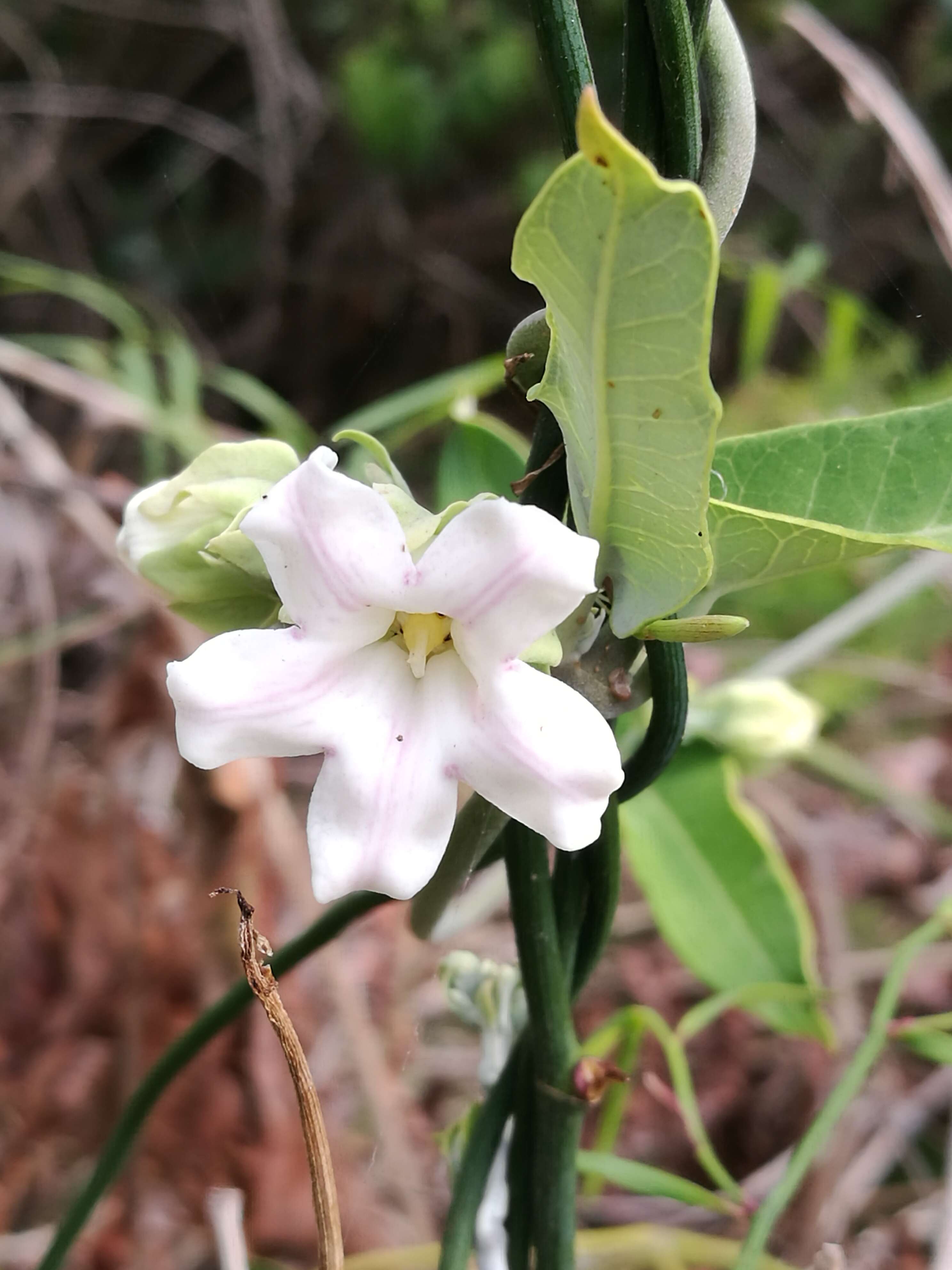 Araujia sericifera Brot. resmi