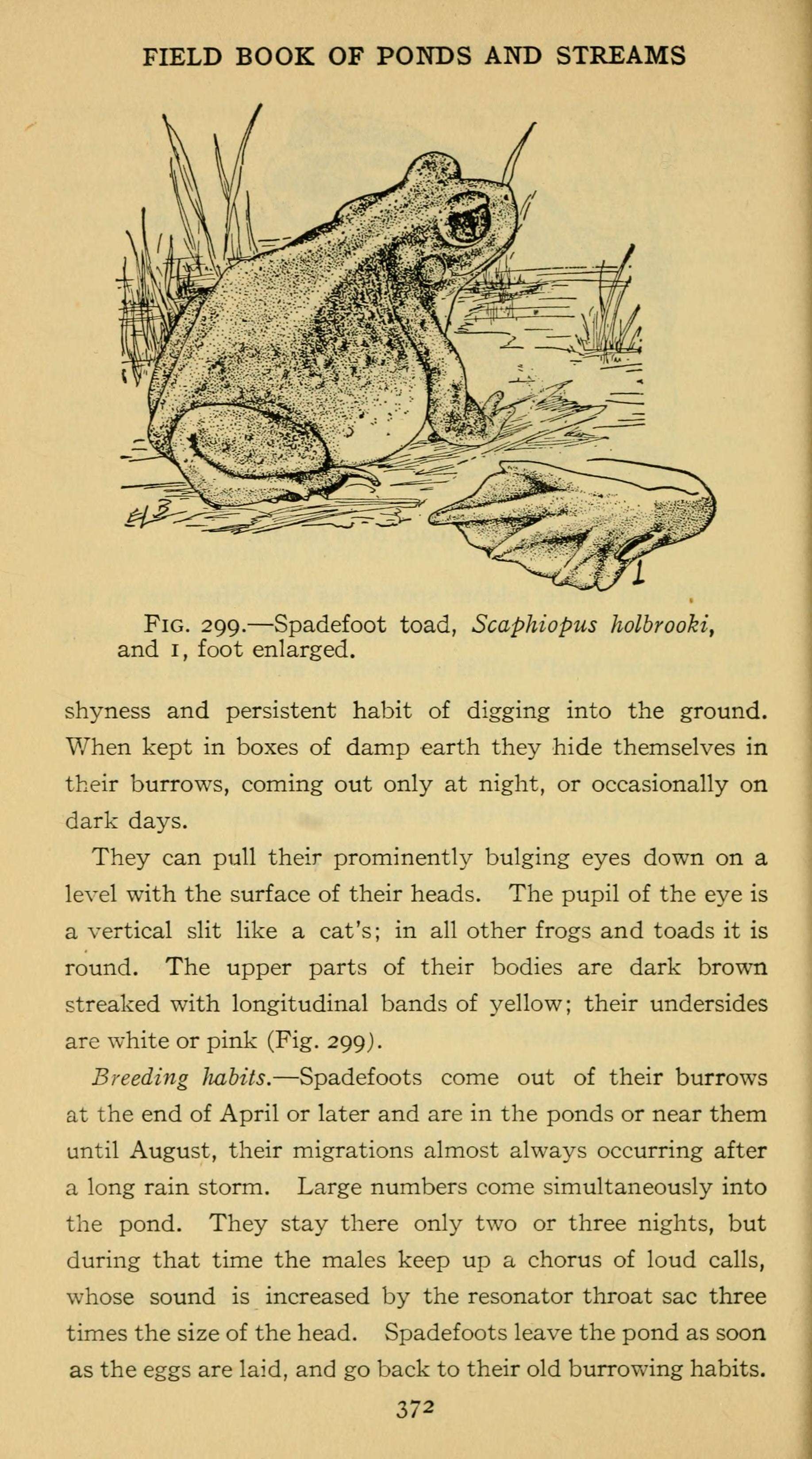 Image of Eastern Spadefoot