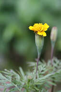 Tagetes erecta L. resmi