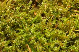 Image of square goose neck moss