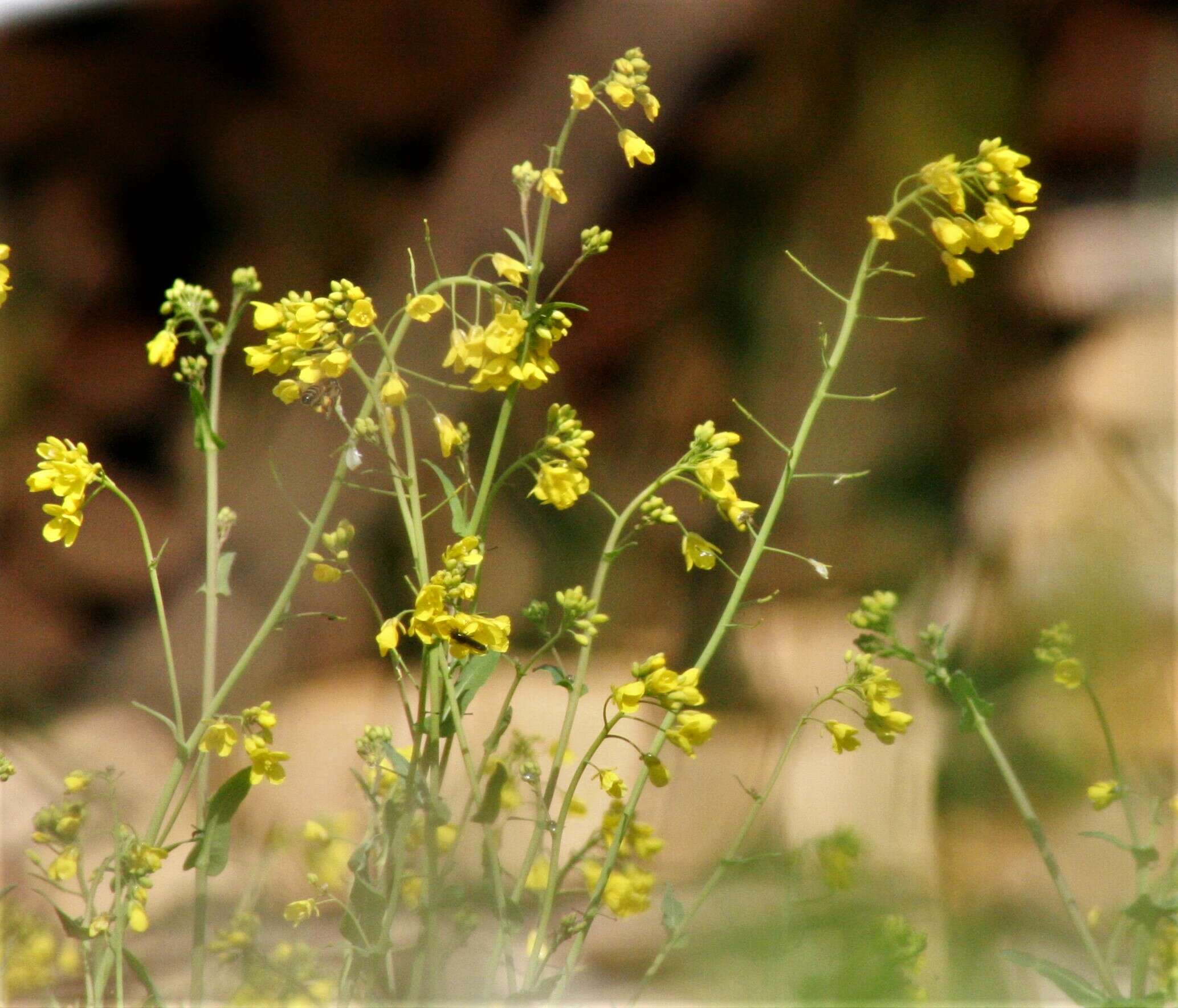 Image of Buckler Mustard