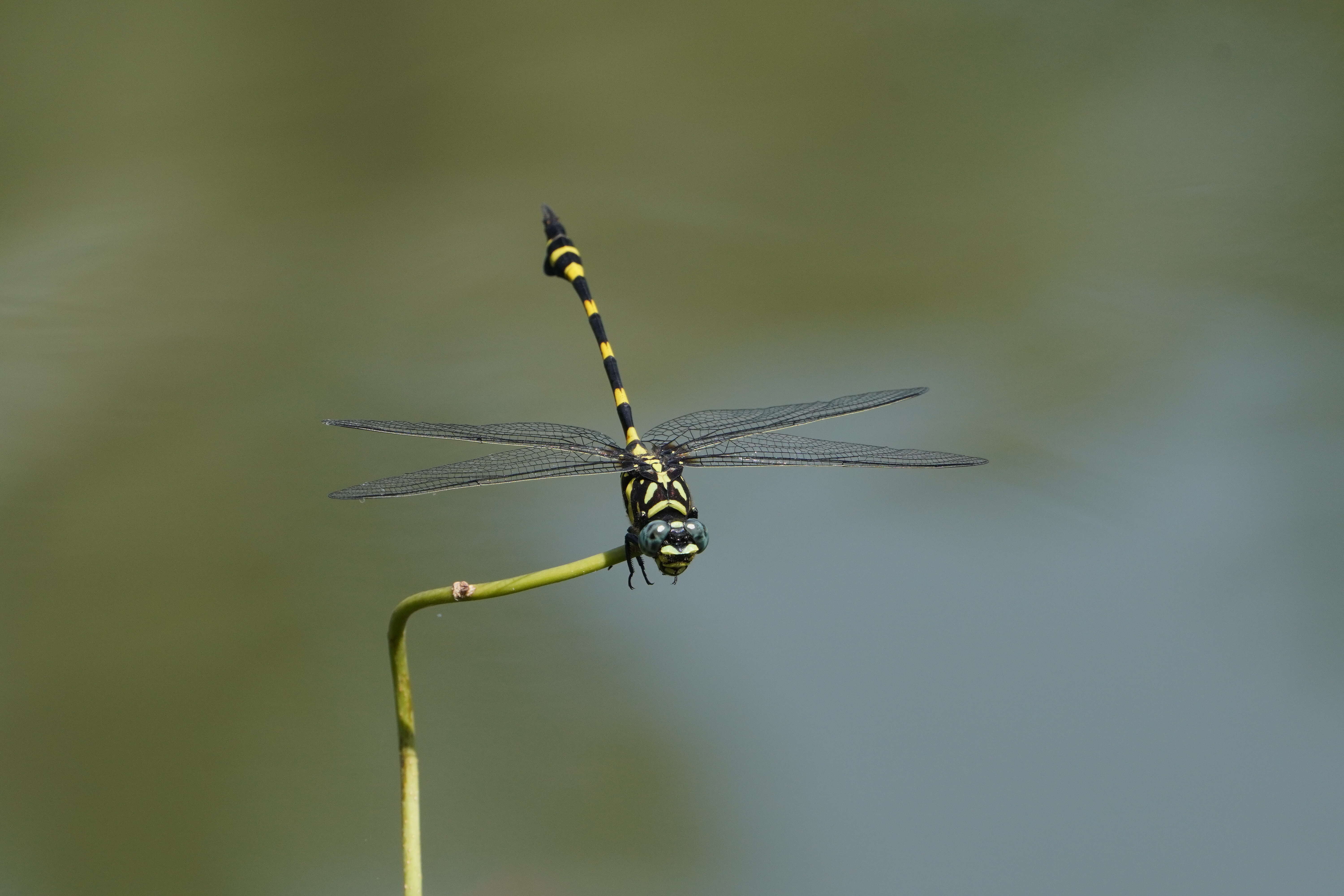 صورة Ictinogomphus rapax (Rambur 1842)