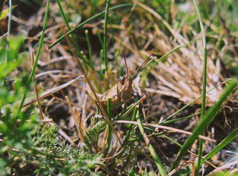 Image of Common Field Grasshopper