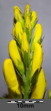 Imagem de Genista tinctoria L.