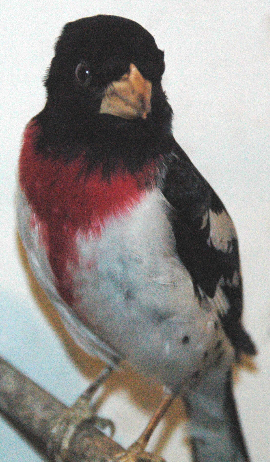 Image of Rose-breasted Grosbeak