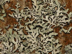 Image of Hammered shield lichen