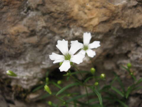 Image of Heliosperma