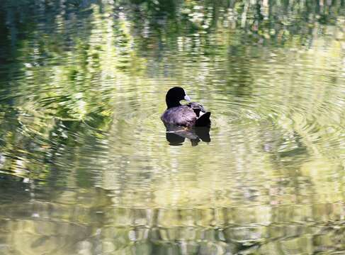 Image of Common Coot