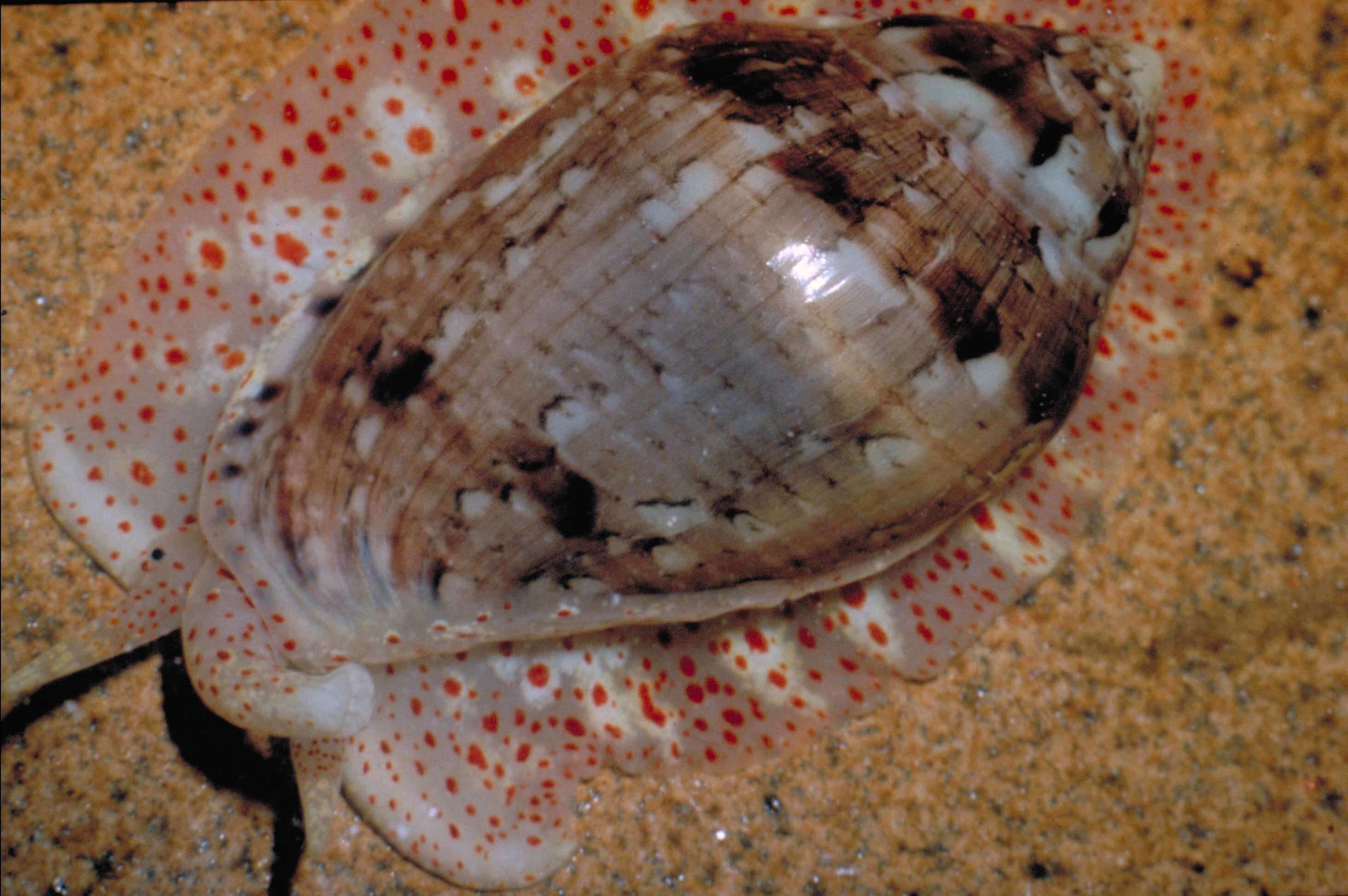 Image of Marginella Lamarck 1799